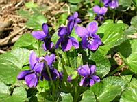 Violettes (54) (Photo F. Mrugala)